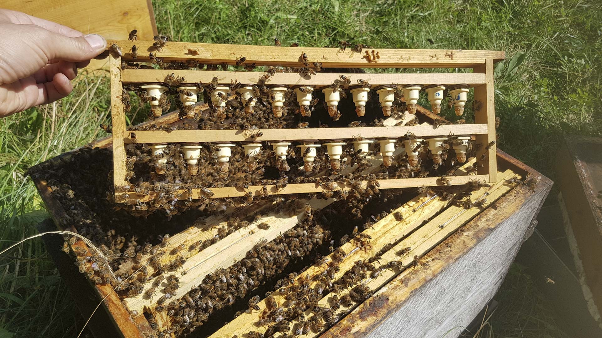 Apiculteurs engagés : des pratiques respectueuses et des produits authentiques